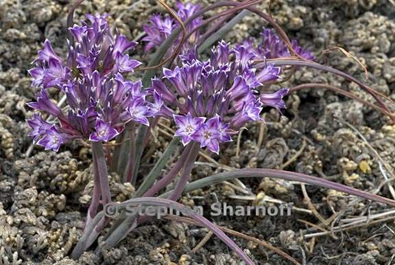 allium abramsii 7 graphic